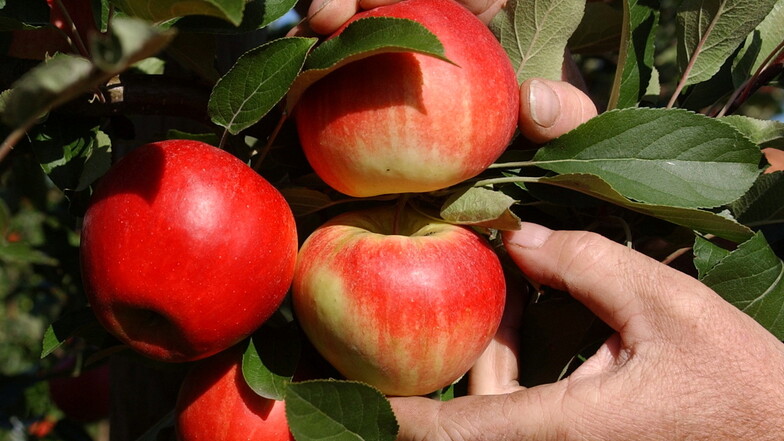 Trotz guter Ernte bekommt Obstland für Äpfel weniger Geld