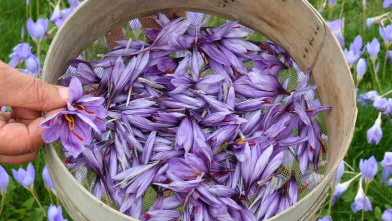 Die ersten geernteten, violett blühenden Safran-Krokusse (Crocus sativus).