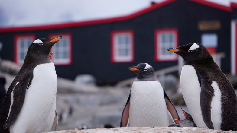 Pinguine stehen vor der einstigen britischen Militärbasis auf der Antarktis-Insel Goudier Island.