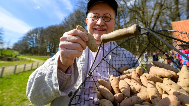 Ein Mitarbeiter des  Freilichtmuseums am Kiekeberg, mit der Kartoffel des Jahres, den "Angeliter Tannenzapfen".