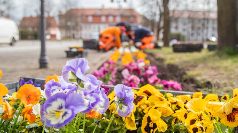Die Mitarbeiter des Bauhofes verschönern den Zinzendorfplatz mit der Frühjahrsbepflanzung. Zwei Tage haben sie damit zu tun.