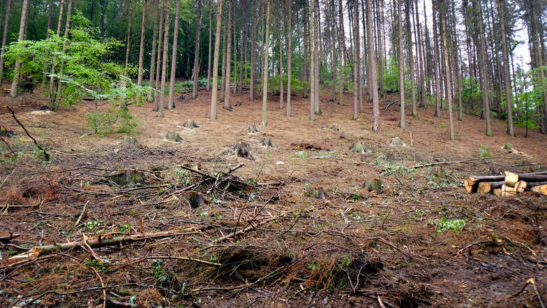 Fichten fallen flächendeckend dem Borkenkäfer zum Opfer. Nossen trifft es besonders hart. Rund ein Viertel seines Stadtwaldes wird derzeit abgeholzt.