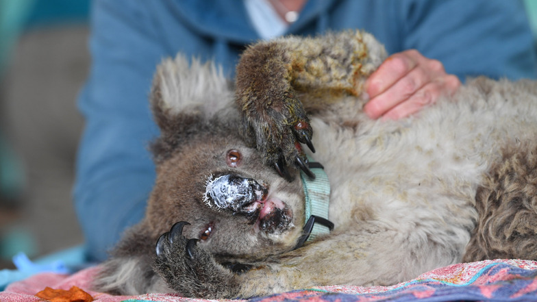 Dresdner Zoo hilft Koalas in Australien