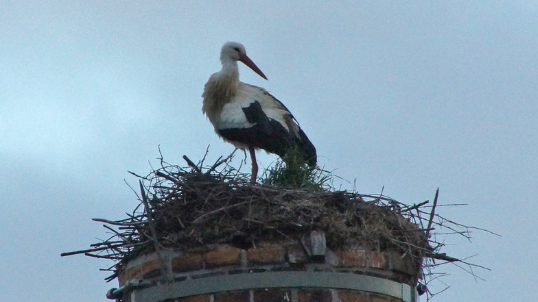 Am Montag hat sich der erste Storch des Jahres auf dem Nest in Großbauchlitz niedergelassen. Möglich, dass es sich bei dem Tier um einen der Altvögel handelt, die hier 2021 erstmals gebrütet haben.