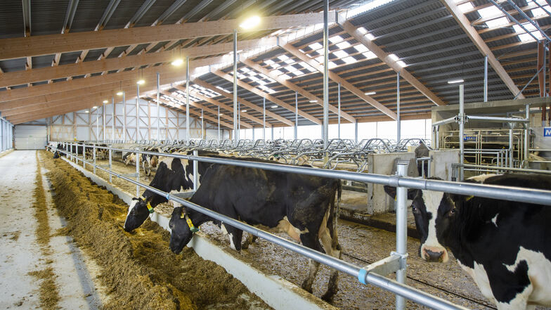 Die ersten Kühe haben den neuen Rinderstall in Cotta bereits bezogen.