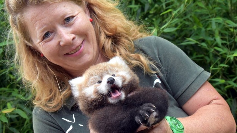 Bei aller Freude über den Nachwuchs müssen die Tierpfleger nun aber auch eine schlechte Nachricht verdauen. Panda-Papa Kelsang ist gestorben.