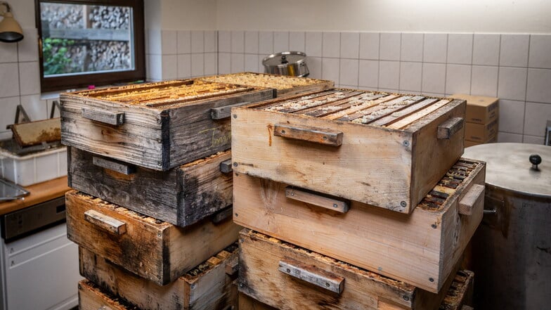 Im Schleuderraum stapeln sich unzählige Zargen mit gefüllten Bienenwaben.