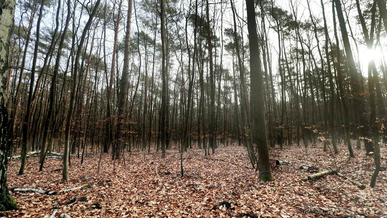 In Deutschland ist ein Drittel der Landesfläche (11,4 Millionen Hektar) mit Wald bedeckt