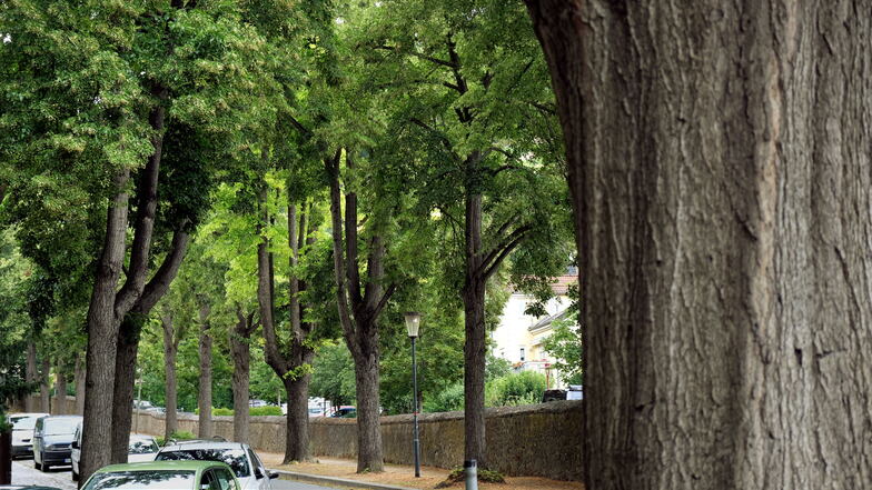 Die Eduard-Bilz-Straße säumt eine Allee mit stattlichen Bäumen und schöner grüner Krone. Damit sich auch junge Gehölze entwickeln, benötigen sie Unterstützung durch Wässern.