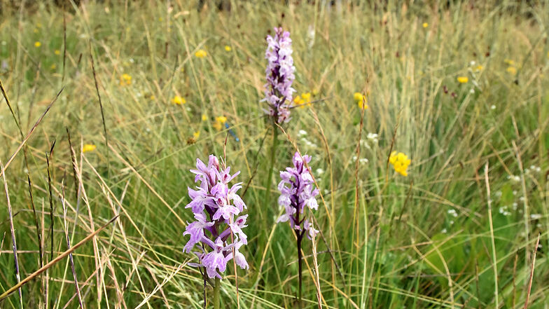 Jedes Jahr aufs Neue schön: Die Standorte mit der Orchideenart Geflecktes Knabenkraut im Dubringer Moor.