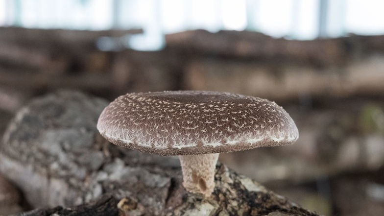 Bis zu 40000 Kilogramm Shiitake-Pilze – hier ein Exemplar aus einer ähnlichen Pilzzucht – könnten irgendwann geerntet werden.