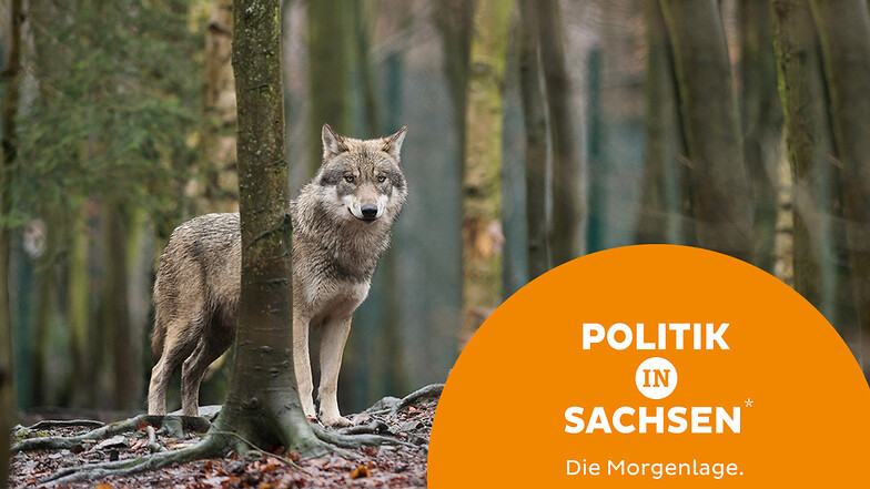 Kommt eine Abschussquote für den Wolf in Sachsen. Die CDU macht sich dafür stark - und auch eine Mehrheit der Sachsen.