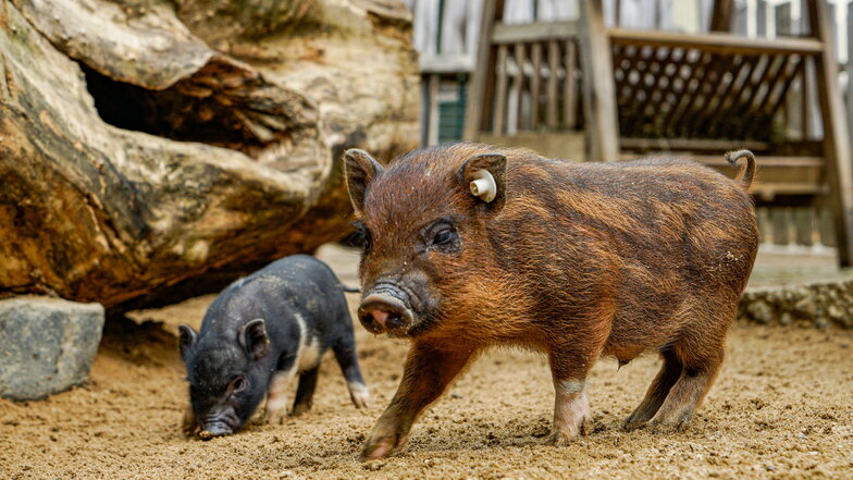 Im Tierpark Bischofswerda können sich ehrenamtliche Helfer zum Beispiel um Schweine kümmern oder Gehege pflegen.