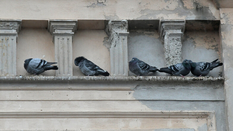 Die zahlreichen Tauben verschmutzen mit ihrem Kot seit Jahren den Döbelner Bahnhof.