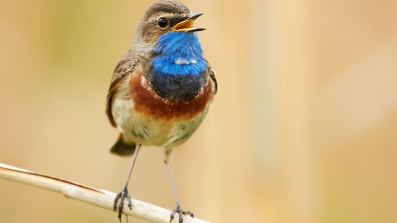 Im 19. Jahrhundert waren sie in den großen Flussauen verbreitet, aber seit den 1960er Jahren gab es in Sachsen keine Blaukehlchen mehr. Erst 1991 wurde am Otterbach in der Königsbrücker Heide wieder ein Vogel gesichtet. 2016 waren es schon 100 Paare.