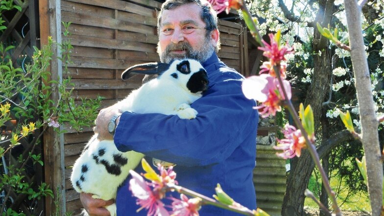 Kaninchenzüchter Frank Hoffmann mit einem seiner Prachtexemplare. Das schwarz-weiße Kaninchen – eine Deutsche Riesenschecke – bringt gut siebeneinhalb Kilogramm auf die Waage.