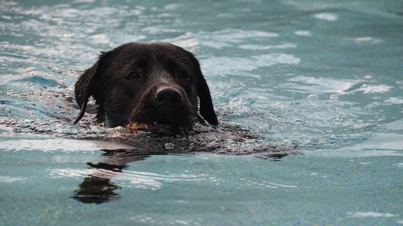 An diesem Wochenende gibt es wieder den Hundebadetag in Reichenbach.