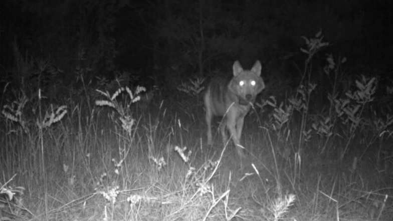Dieses Foto vom besenderten Wolfsrüden "Peter" wurde mit einer Wildkamera gemacht.