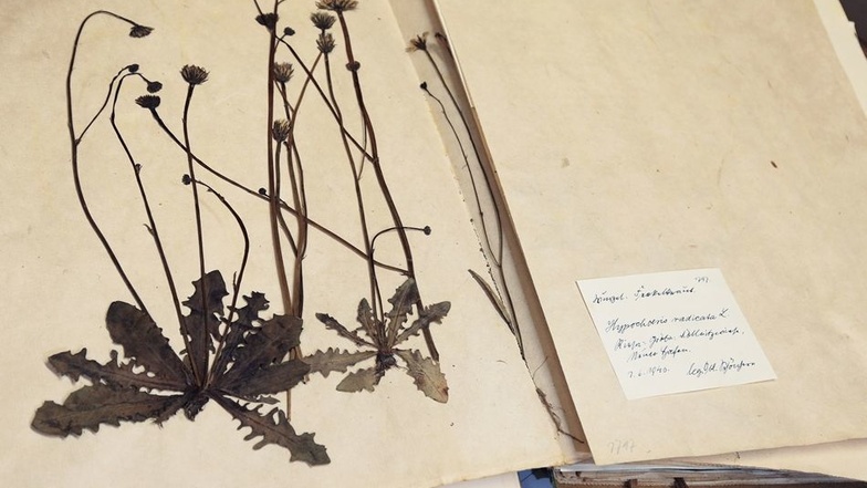 Pflanzen aus der Kaiserzeit: Stolze 64Bände umfasst das Herbarium, das der Riesaer Emil Wilhelm Fiedler Anfang des 20.Jahrhunderts anlegte. Zum Schutz vor Licht bleibt es meist im Schrank.