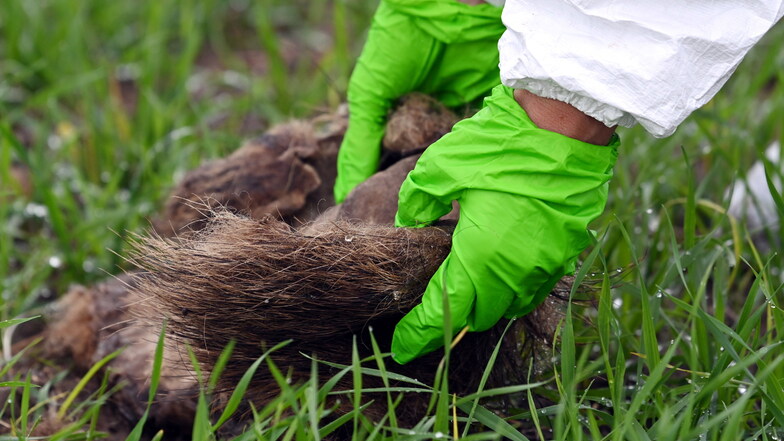 Eine Veterinärmedizinerin untersucht den Fund eines Wildschweinkadavers.