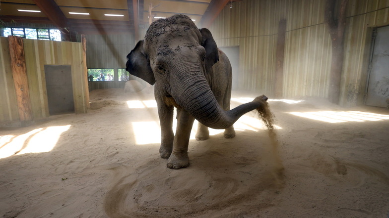 Die 67-jährige asiatische Elefantenkuh Targa nimmt im Elefantenhaus des Augsburger Zoos Sand mit ihrem Rüssel auf und verteilt in über ihrem Körper.