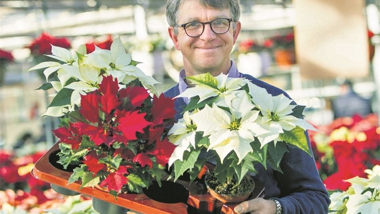 Chef Karsten Damme präsentiert drei besondere Weihnachtsstern-Sorten. 10000 Exemplare füllten das Gewächshaus zur Eröffnung.