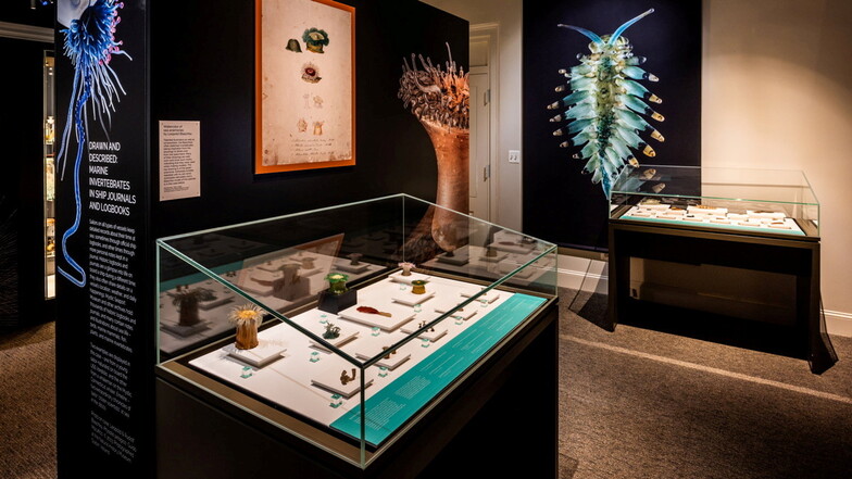 Blick in die Ausstellung "Spineless: A Glass Menagerie of Blaschka Marine Invertebrates" im Mystic Seaport Museum.