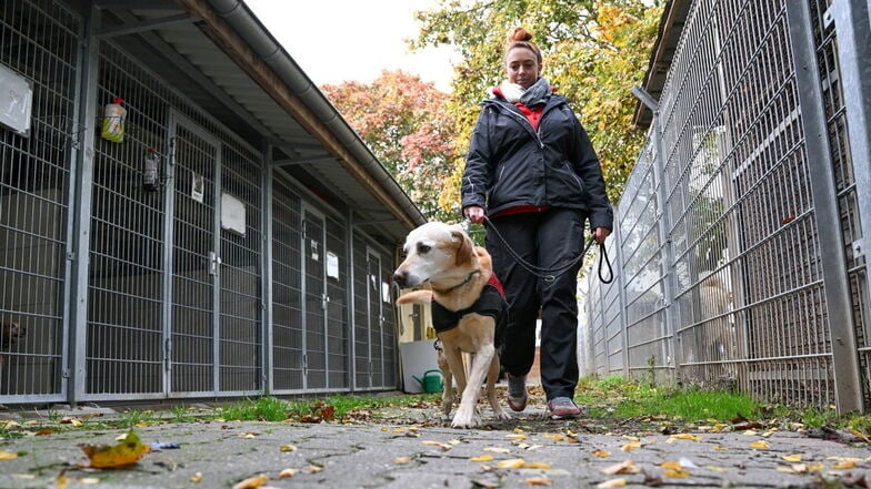 Ingelheim: Tierheimleiterin Alexandra Blau geht mit einem Hund an Hundezwingern vorbei. Sinkende Einnahmen, höhere Kosten und immer mehr Tiere: In den Tierheimen häufen sich die Probleme.