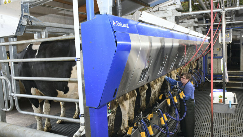 Nur das Anlegen des Melkgeschirrs erfolgt im modernisierten Melkhaus der Agrargenossenschaft Daubitz noch per Hand.