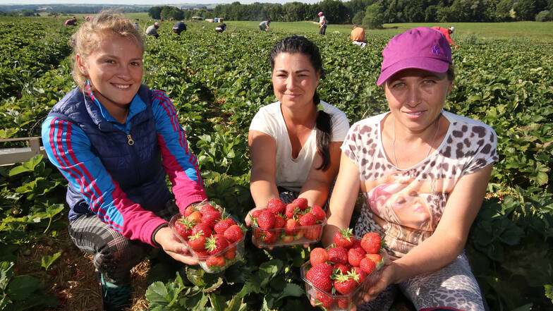 Bis zu 105 Kilo Erdbeeren pflückt jeder der insgesamt rund 60 rumänischen Erntehelfer jeden Tag auf den etwa zehn Hektar Feldfläche in Dürrweitzschen. Auch Alina Brinariu (20), Alina Popa (26) und Alina Fulger (38, von links) zählen dazu.