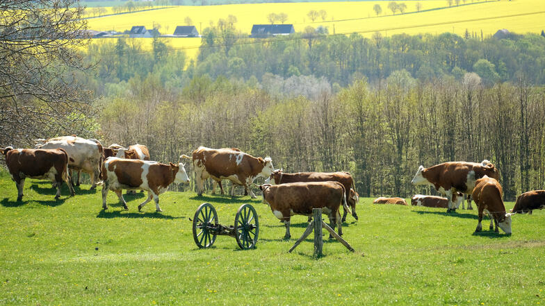 Bleibt die Trockenheit, würde auf dem Öko-Hof Mahlitzsch das Futter für die über 60 Rinder zählende Herde knapp. Tiere müssten verkauft werden, deren Dung wiederum fehlt. Ein Teufelskreis.