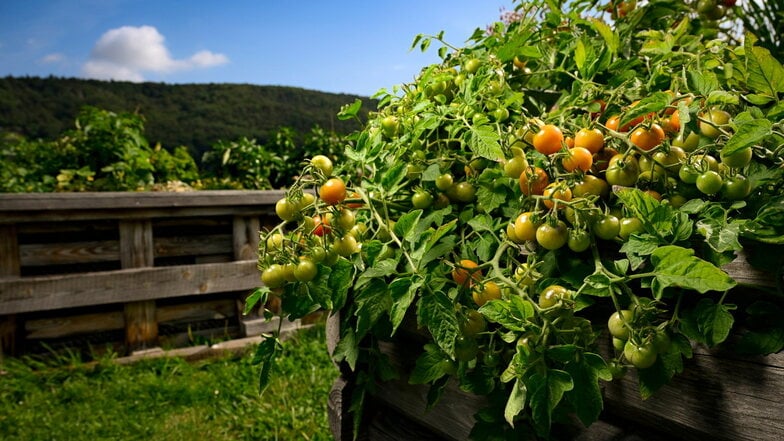 Üppig trägt diese Buschtomate. In den Versuchshochbeeten in Pillnitz wachsen ertragreiche Sorten wie Baby Boomer oder Romello.