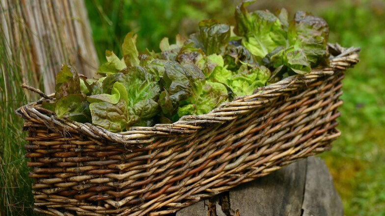 Fast das ganze Jahr kann Salat geerntet werden - mit einem geschickten Anbauplan.