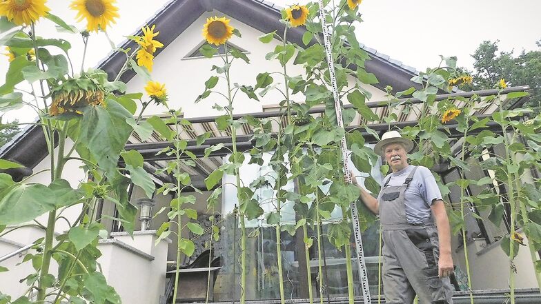 Horst Käsche aus Krauschwitz ist stolz auf seine riesigen Sonnenblumen. Es sind seit einigen Jahren die größten Exemplare in seinem Garten.