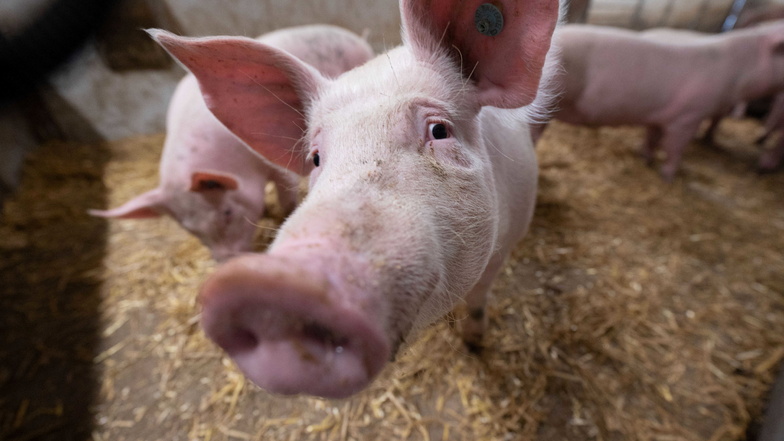 Schwein gehabt: Diese Tiere stehen in einem Tierwohl-Stall.