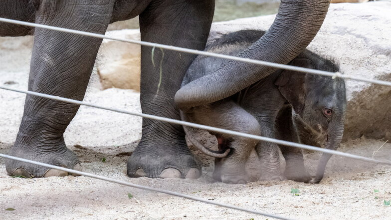 Mit einem liebevollen Anschub führt die Elefantenmutter Pantha ihren kleinen Bullen durch das Außengehege im Zoo Leipzig.