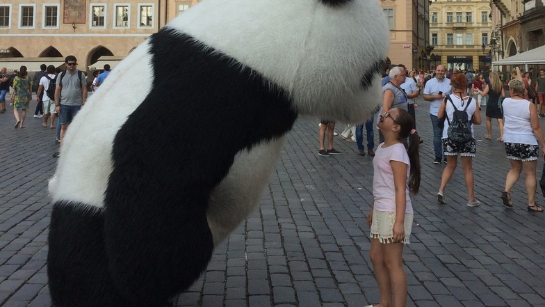 Dieser Panda muss sich ab sofort eine neue Stadt suchen.