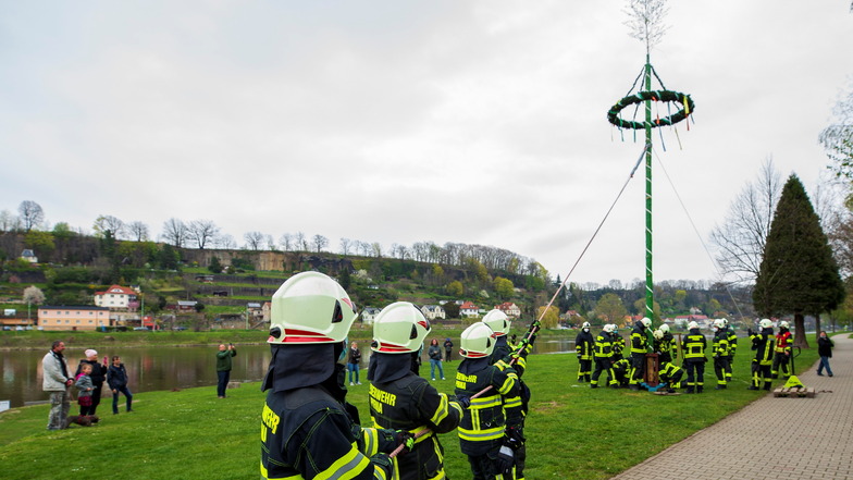 Die Feuerwehren der Stadt Pirna stellen Maibaum auf der Elbwiese auf. Auf Kommando des Einsatzleiters wurde der Baum aufgezogen.