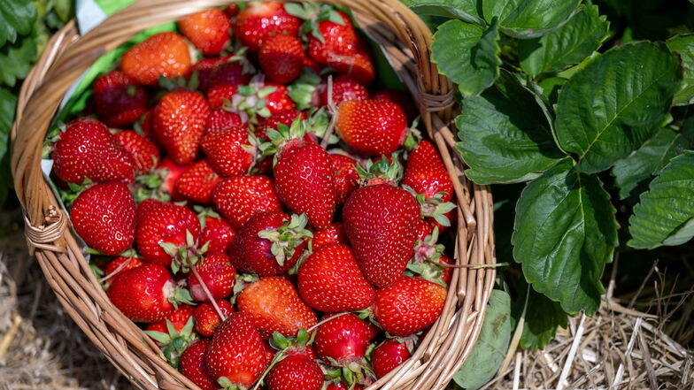 Auf der Hofewiese bei Langebrück dreht sich am Samstag alles um die Erdbeere, und um die Natur.