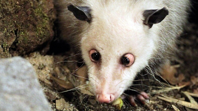 1.000 Sendungen "Elefant, Tiger & Co": Das schielende Opossum Heidi kehrt zurück