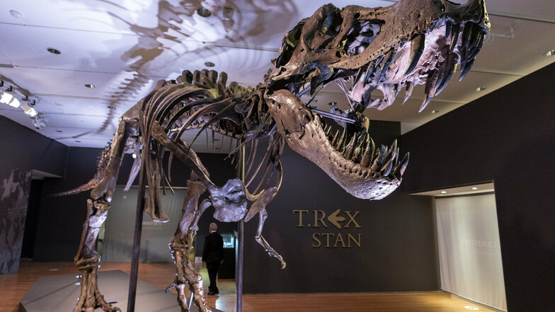 Stan, eines der größten und vollständigsten Fossilien des Tyrannosaurus Rex, das entdeckt wurde, ist im Auktionshaus Christie's zu sehen.