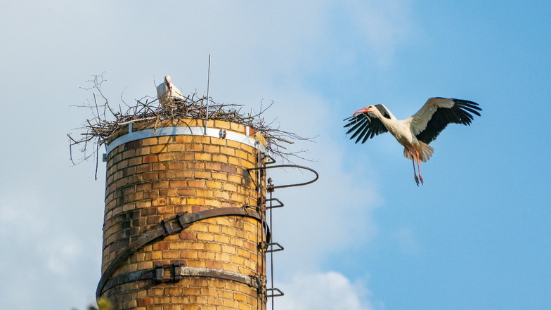 Der alte Schornstein eines ehemaligen Heizhauses an der Richzenhainer Straße in Hartha dient einem Storchenpaar als Nest. Einer der Vögel bringt Baumaterial, der andere verarbeitet es.