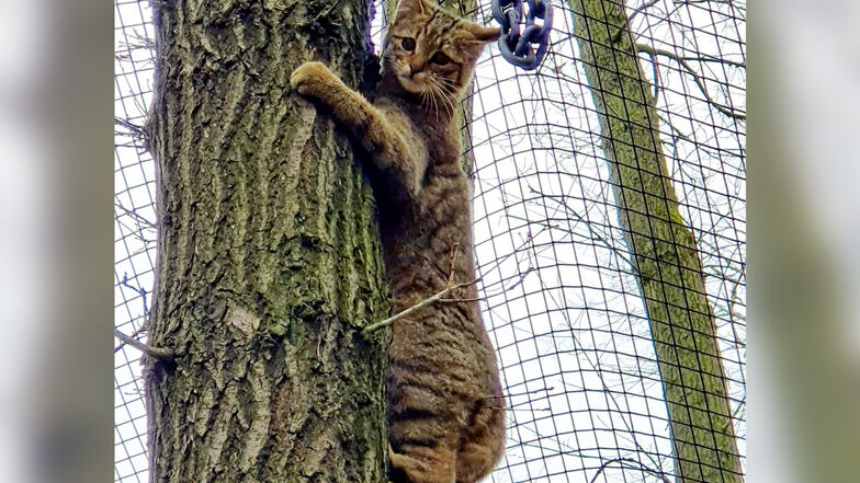Das Wildgehege Moritzburg hat drei neue Bewohner. Der Ausflug auf einen der Bäume endet unter dem über die Wildkatzenanlage gespannten Netz.