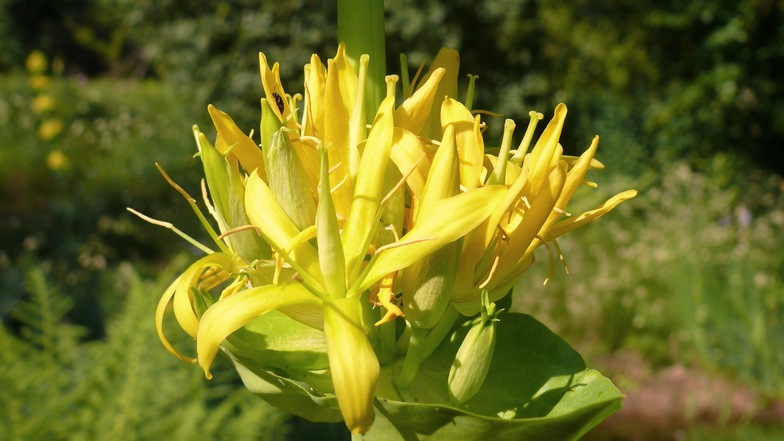 Gelber Enzian - zurzeit kann der im Botanischen Garten Schellerhau bestaunt werden.