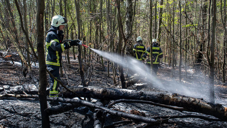 Mehr als 50 Kameraden mussten am Montag im Langenauer Wald zwischen Hartha und Geringswalde den Brand löschen. Doch auch in den Folgetagen war das Feuer noch immer nicht komplett bekämpft.