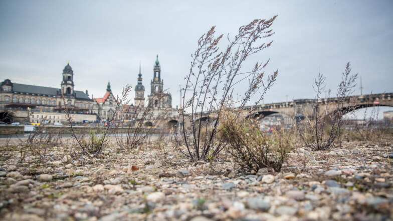 In den vergangenen drei Jahren hat Dresden enorm unter Hitze und Trockenheit gelitten, wie das ausgedorrte Elbufer und der schmale Fluss 2019 zeigen.