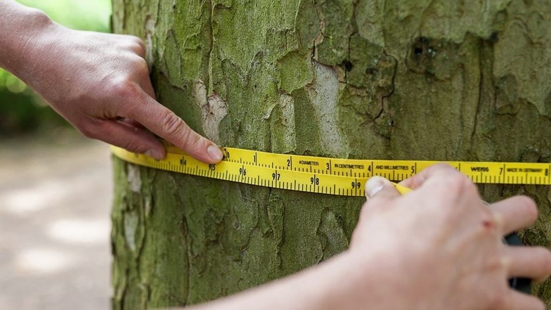 Gemessen: Mit einem speziellen Maßband werden Umfang und Durchmesser des Baumes ermittelt.