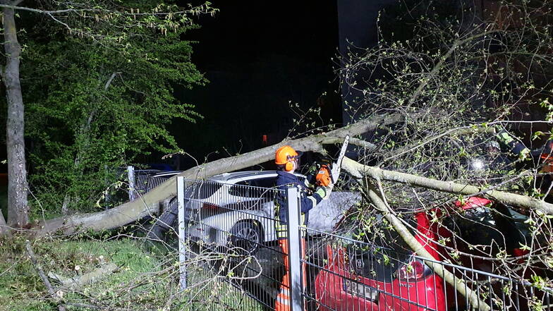 Ein Toyota wurde von dem umgestürzten Baum am Dach beschädigt.