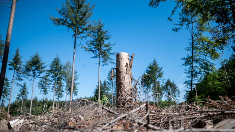 Stürme, Trockenheit und der Borkenkäfer verursachen schwere Schäden in den Wäldern der Oberlausitz. Forscher wollen jetzt wissen, wie bedroht sich Einwohner von Bautzen und Bischofswerda vom Klimawandel fühlen.