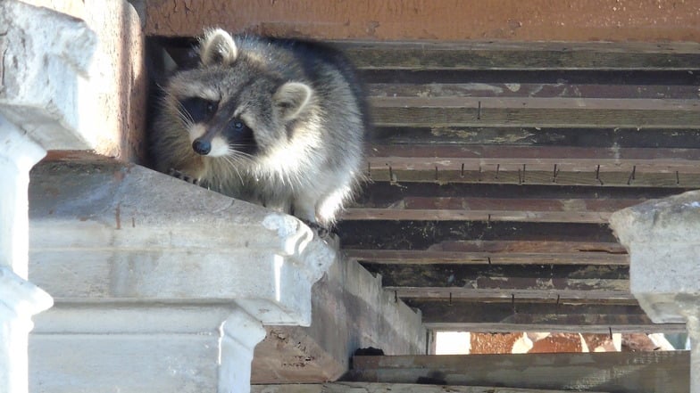 Putzig, gefräßig und manchmal nervig: ein Waschbär am Weinberghaus in Görlitz, hier ein Archivfoto.